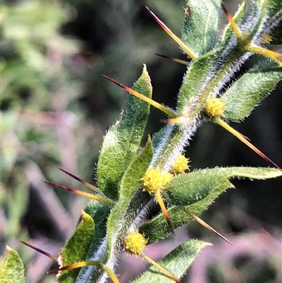 Acacia paradoxa (Kangaroo Thorn) at Crowther, NSW - 3 Jun 2025 by Frecko