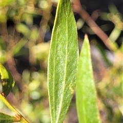Acacia verniciflua (Varnish Wattle) at Crowther, NSW - 3 Jun 2025 by Frecko