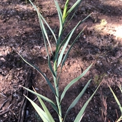 Stypandra glauca (Nodding Blue Lily) at Crowther, NSW - 3 Jun 2025 by Frecko