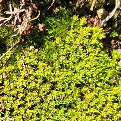 Barbula sp. at Whitlam, ACT - 3 Jun 2025 by sangio7
