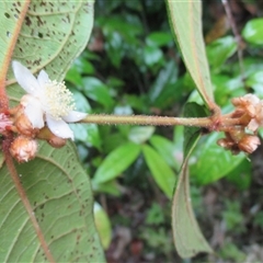 Rhodomyrtus effusa at Syndicate, QLD - suppressed