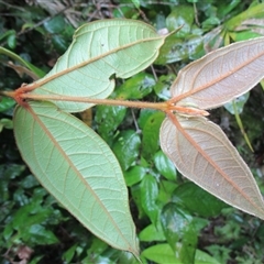Rhodomyrtus effusa at Syndicate, QLD - suppressed