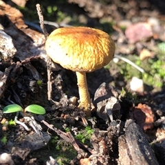 Unverified Fungus at Crowther, NSW - 3 Jun 2025 by Frecko
