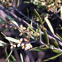 Monotoca scoparia (Broom Heath) at Crowther, NSW - 3 Jun 2025 by Frecko
