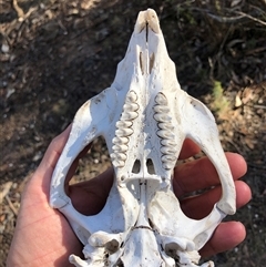 Vombatus ursinus (Common wombat, Bare-nosed Wombat) at Crowther, NSW - 3 Jun 2025 by Frecko