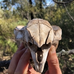 Vombatus ursinus at Crowther, NSW - 3 Jun 2025 11:19 AM