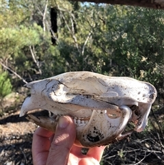 Vombatus ursinus at Crowther, NSW - 3 Jun 2025 11:19 AM