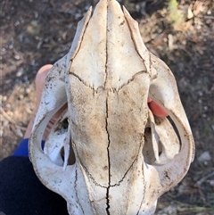 Vombatus ursinus at Crowther, NSW - 3 Jun 2025 11:19 AM