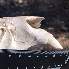 Vombatus ursinus at Crowther, NSW - 3 Jun 2025 11:19 AM