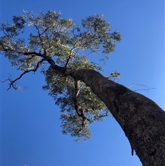Eucalyptus bridgesiana at Crowther, NSW - 3 Jun 2025 by Frecko