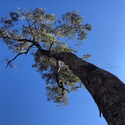 Eucalyptus bridgesiana at Crowther, NSW - 3 Jun 2025 by Frecko