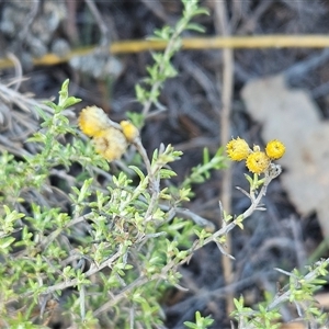 Chrysocephalum semipapposum (Clustered Everlasting) at Whitlam, ACT - 3 Jun 2025 by sangio7