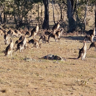 Macropus giganteus (Eastern Grey Kangaroo) at Farrer, ACT - 4 Jun 2025 by Mike
