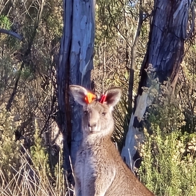 Macropus giganteus (Eastern Grey Kangaroo) at Farrer, ACT - 4 Jun 2025 by Mike
