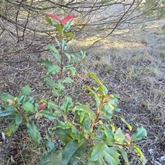 Photinia robusta (Red Leaf Photinia) at Farrer, ACT - 4 Jun 2025 by Mike