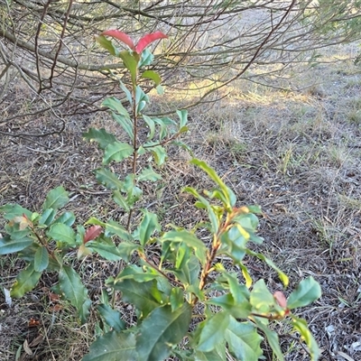 Photinia robusta (Red Leaf Photinia) at Farrer, ACT - 4 Jun 2025 by Mike