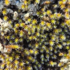 Polytrichaceae sp. (family) at Whitlam, ACT - 3 Jun 2025 by sangio7
