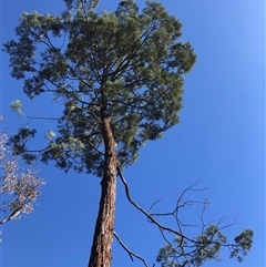 Callitris endlicheri (Black Cypress Pine) at Crowther, NSW - 3 Jun 2025 by Frecko