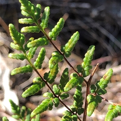 Cheilanthes sieberi subsp. sieberi (Mulga Rock Fern) at Crowther, NSW - 3 Jun 2025 by Frecko
