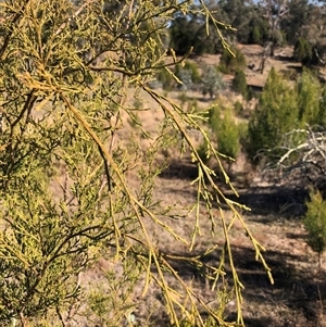 Callitris endlicheri (Black Cypress Pine) at Crowther, NSW - Yesterday by Frecko