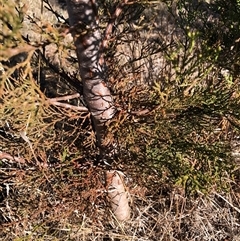 Callitris endlicheri at Crowther, NSW - 3 Jun 2025 10:55 AM