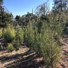 Callitris endlicheri at Crowther, NSW - 3 Jun 2025 10:55 AM