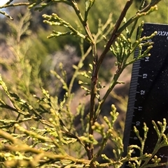 Callitris endlicheri at Crowther, NSW - 3 Jun 2025 10:55 AM