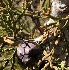Callitris endlicheri at Crowther, NSW - 3 Jun 2025 10:55 AM