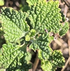Marrubium vulgare (Horehound) at Crowther, NSW - 3 Jun 2025 by Frecko