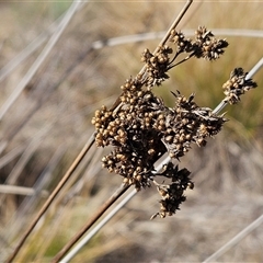 Juncus sp. at Belconnen, ACT - 3 Jun 2025 by sangio7