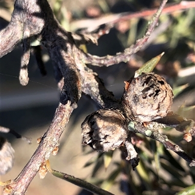 Unverified Unidentified Insect Gall at Crowther, NSW - 3 Jun 2025 by Frecko