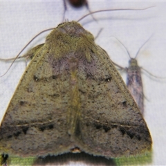 Pantydia sparsa (Noctuid Moth) at Saint George, QLD - 2 Nov 2009 by PJH123