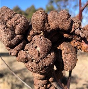 Uromycladium (genus) (A gall forming rust fungus) at Crowther, NSW - 3 Jun 2025 by Frecko