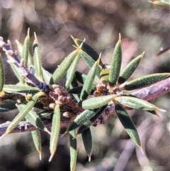 Lissanthe strigosa subsp. subulata (Peach Heath) at Crowther, NSW - 3 Jun 2025 by Frecko