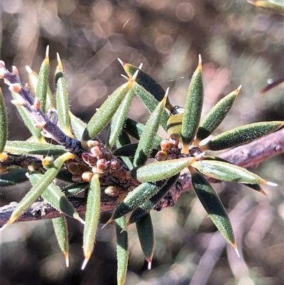 Lissanthe strigosa subsp. subulata (Peach Heath) at Crowther, NSW - 3 Jun 2025 by Frecko