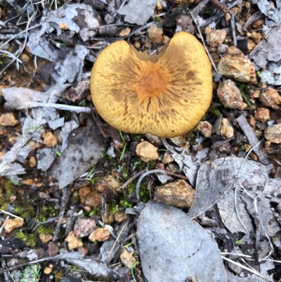 Unverified Fungus at Crowther, NSW - 2 Jun 2025 by Frecko