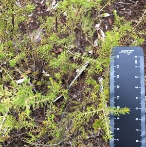 Calytrix tetragona at Crowther, NSW - 2 Jun 2025 by Frecko