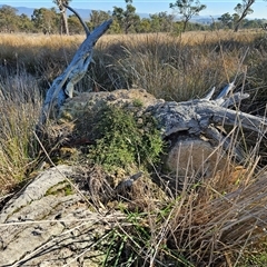 Einadia nutans subsp. nutans (Climbing Saltbush) at Belconnen, ACT - 3 Jun 2025 by sangio7