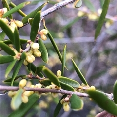 Monotoca scoparia (Broom Heath) at Crowther, NSW - 2 Jun 2025 by Frecko