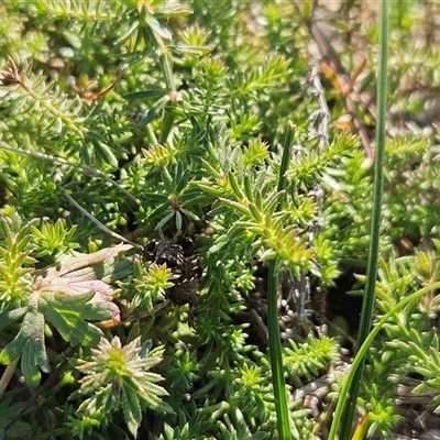Asperula conferta at Whitlam, ACT - 3 Jun 2025 by sangio7