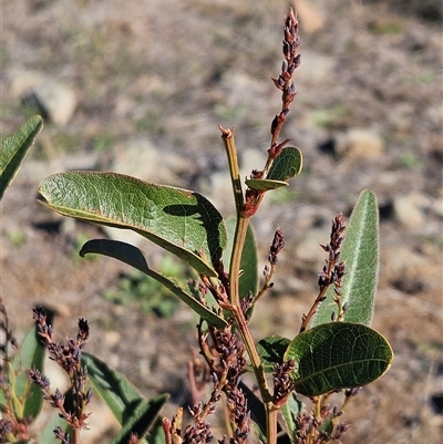 Hardenbergia violacea (False Sarsaparilla) at Whitlam, ACT - 3 Jun 2025 by sangio7