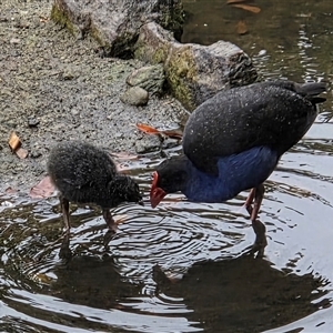Porphyrio melanotus (Australasian Swamphen) at Brisbane City, QLD - 31 May 2025 by HappyWanderer