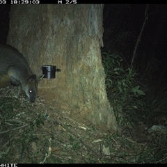 Wallabia bicolor (Swamp Wallaby) at Dignams Creek, NSW - 3 Oct 2023 by JoelStibbardBCT
