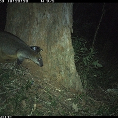 Wallabia bicolor at Dignams Creek, NSW - 3 Oct 2023 06:29 PM