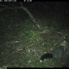 Trichosurus vulpecula (Common Brushtail Possum) at Dignams Creek, NSW - 31 Oct 2024 by ondinea
