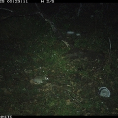 Rattus rattus (Black Rat) at Dignams Creek, NSW - 25 Oct 2024 by ondinea