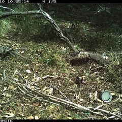 Unverified Bird at Dignams Creek, NSW - 10 Nov 2024 by ondinea