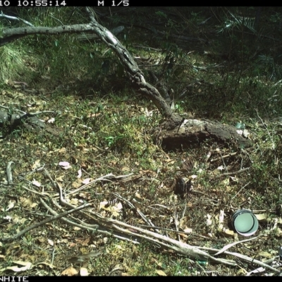 Unverified Bird at Dignams Creek, NSW - 10 Nov 2024 by ondinea