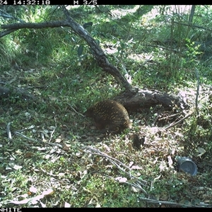 Tachyglossus aculeatus (Short-beaked Echidna) at Dignams Creek, NSW - 24 Oct 2024 by ondinea
