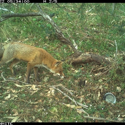 Vulpes vulpes (Red Fox) at Dignams Creek, NSW - 22 Oct 2024 by ondinea